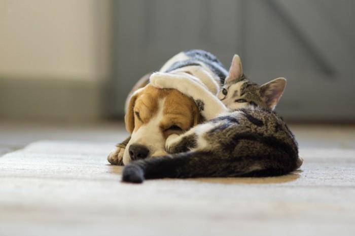 αγκαλιά μαξιλάρι φίλος αγκαλιά σκυλί γάτα αγκαλιά