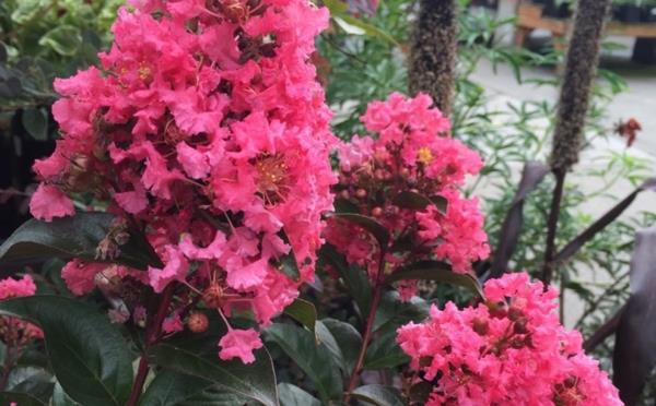 lagerstroemia λιλά των νότιων ροζ λουλουδιών