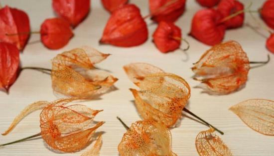 Λουλούδια φανάρι Physalis