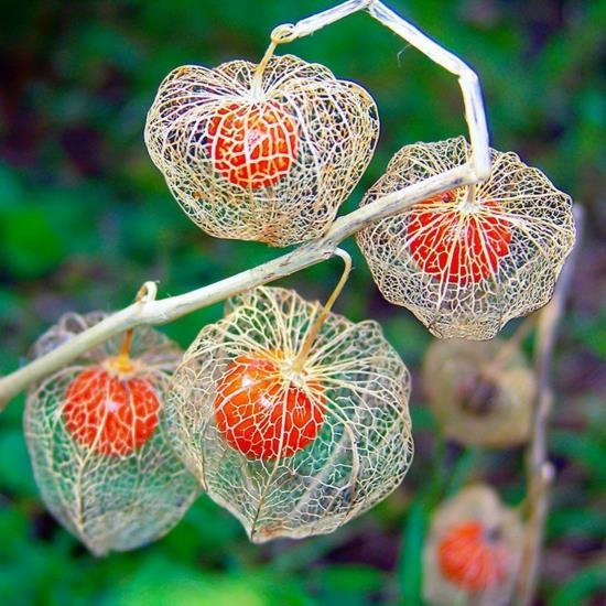 φανάρι λουλούδι physalis φυτό φθινόπωρο