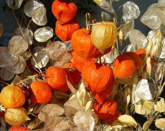 physalis λάμπιον λουλούδι και ασημένια φύλλα φθινοπωρινή διακόσμηση