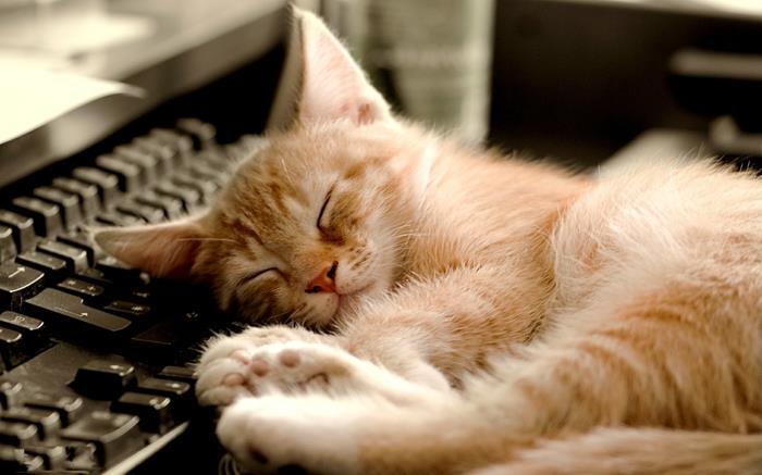 πλήξη τι να κάνουν οι γάτες κοιμούνται χαλαρώστε