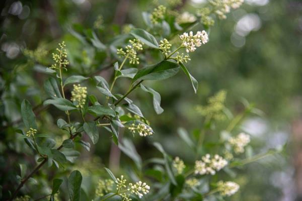 Θάμνος Privet ταχέως αναπτυσσόμενος