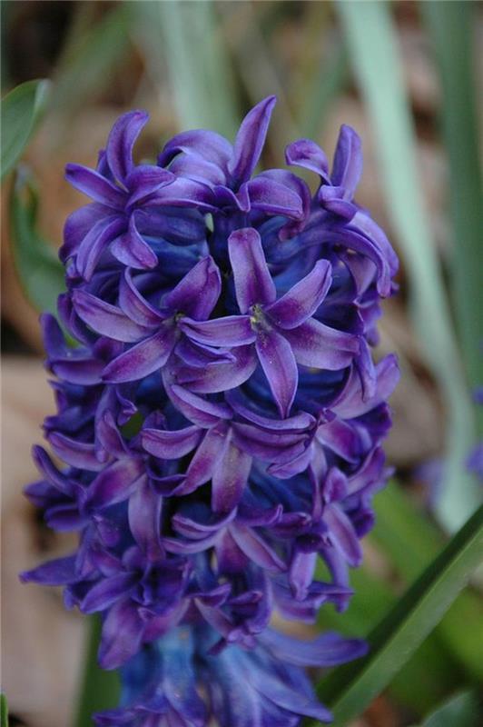 Ιδέες διακόσμησης Hyacinthus orientalis με εικόνες λουλουδιών άνοιξη