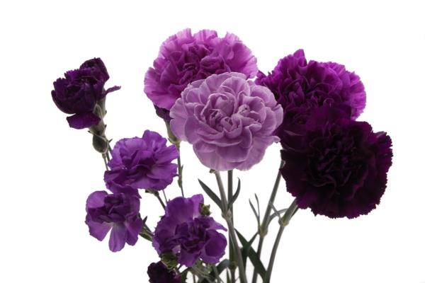 μοβ γαρίφαλο λουλούδια που σημαίνει φύτευση στον κήπο
