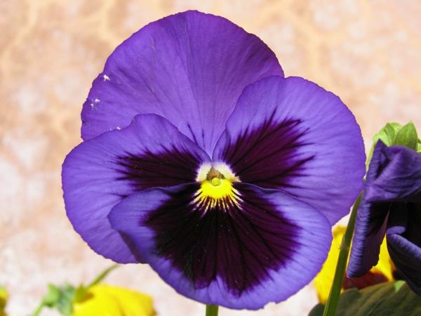 μοβ βιολετί λουλούδια που σημαίνουν φυτά