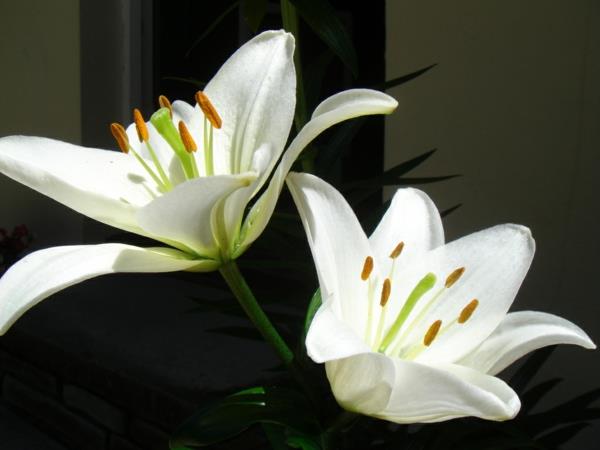 κρίνα λευκά όμορφα λουλούδια ανθοδέσμες