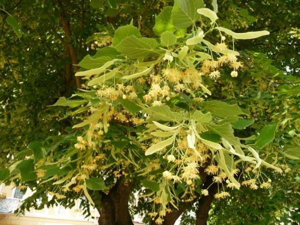 τσάι φλαμουριά υγιεινή τροφή