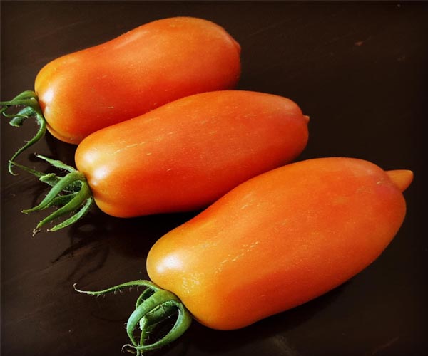 San Marzano pomidorai