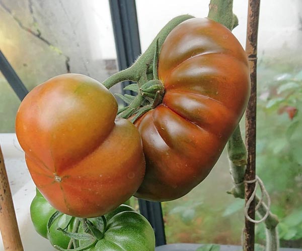 Raf pomidorai