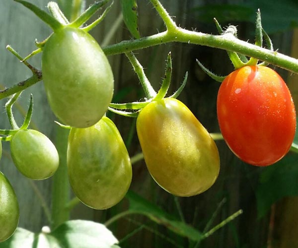 Romos pomidorai