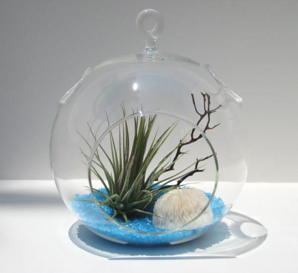 φυτά αέρα terrarium άμμος φούστες γυαλί