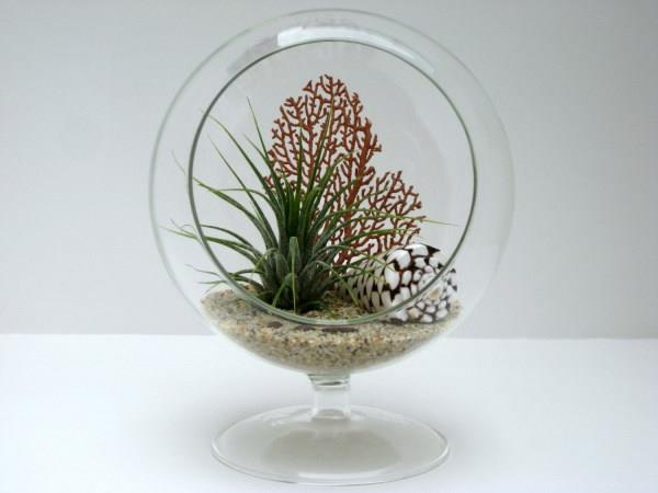 φυτά αέρα terrarium κέλυφος θαλάσσια λίμνη