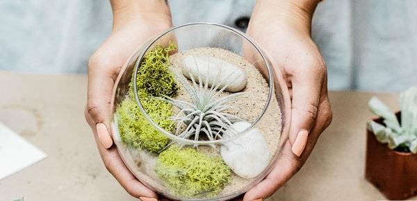 φυτά αέρα terrarium άμμος φούστες γυαλί