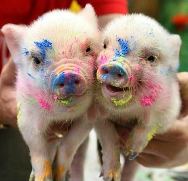 αστεία ζώα πολύχρωμα λερωμένα γουρούνια
