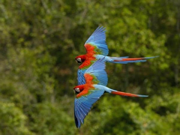 αστεία χαριτωμένα ζώα πολύχρωμα παπαγάλοι πετούν αρμονικά