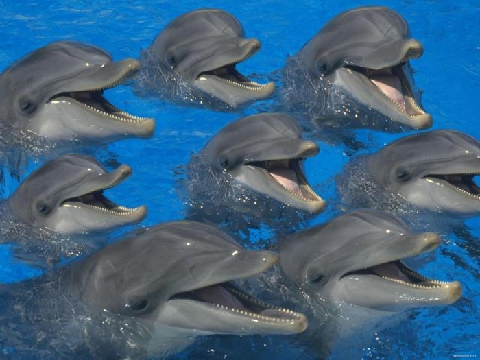 αστεία ζώα δελφίνια χαμογελούν την άγρια ​​ζωή μου