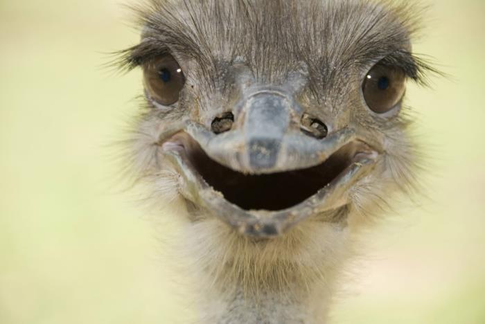 αστεία ζώα emu πουλί μου άγρια ​​ζωή