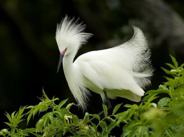 αστεία ζώα εξωτικό πουλί με ωραία φτερά σε λευκό