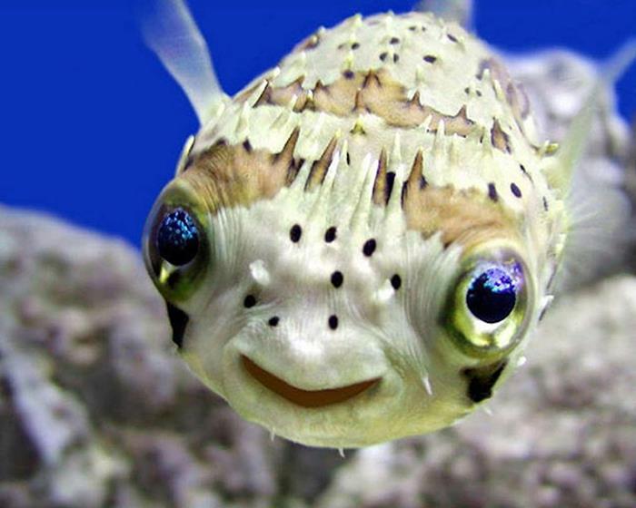 αστεία ζώα ψάρια εξωτικά είδη άγριας ζωής μου