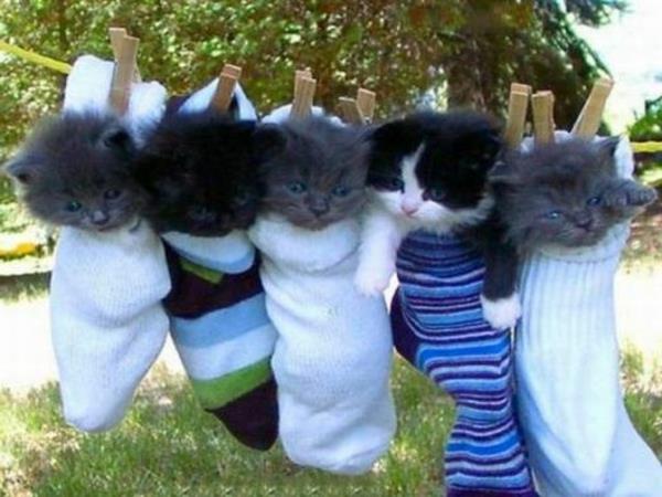 αστεία ζώα πέντε χαριτωμένα γατάκια σε κάλτσες