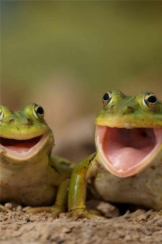 αστεία ζώα βάτραχοι βάτραχοι γελούν ο ζωικός μου κόσμος