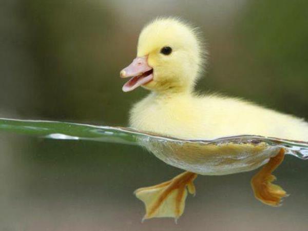 αστεία χαριτωμένα ζώα κίτρινη γκόμενα στο νερό