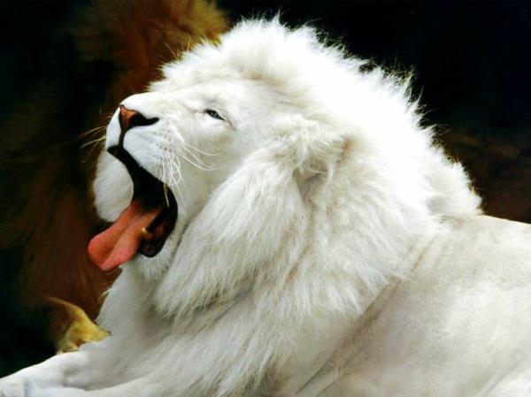 αστεία ζώα που χασμουριούνται λευκό λιοντάρι
