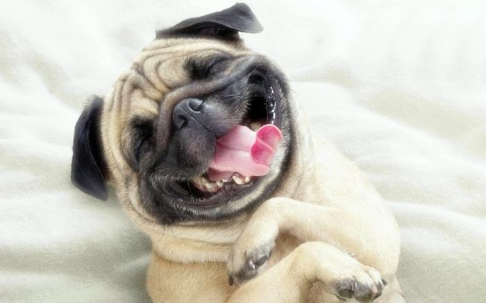 αστεία ζώα κατοικίδια ζώα σκυλί χαμόγελο
