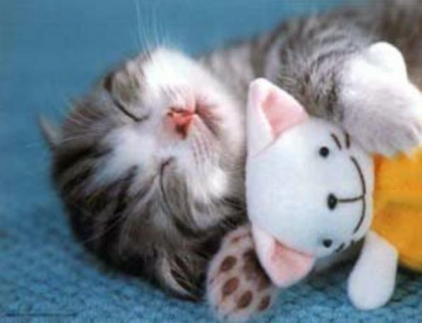 αστεία ζώα μικρή γάτα που κοιμάται με το χαδιάρικο παιχνίδι