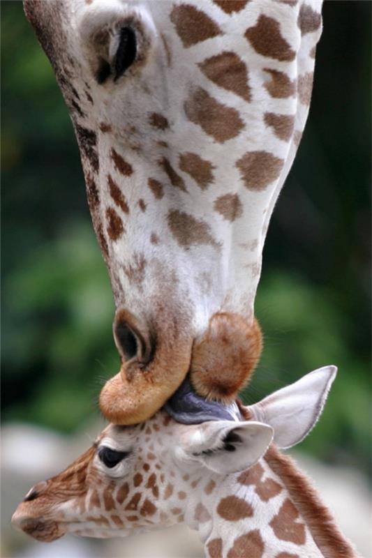 αστεία χαριτωμένα ζώα που αγαπούν τη μητέρα καμηλοπάρδαλη
