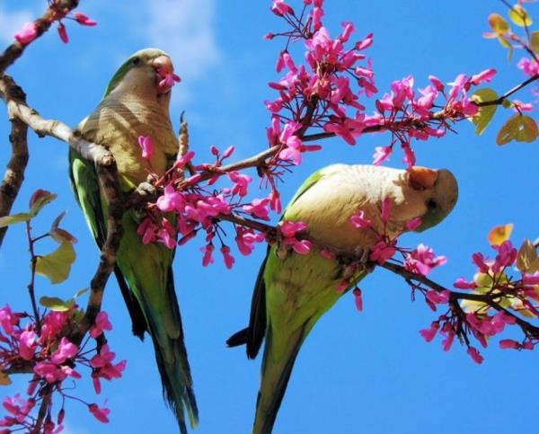 αστεία χαριτωμένα ζώα ζευγάρι παπαγάλων ενώ τρώνε