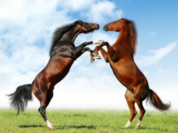 αστεία χαριτωμένα ζώα άλογα πολεμούν στο λιβάδι
