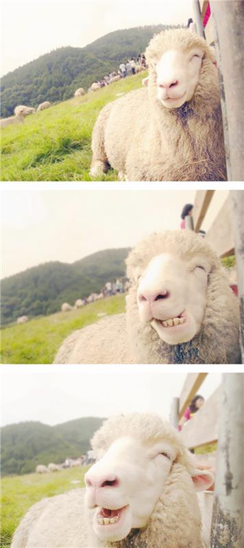 αστεία ζώα πρόβατα άγριας ζωής