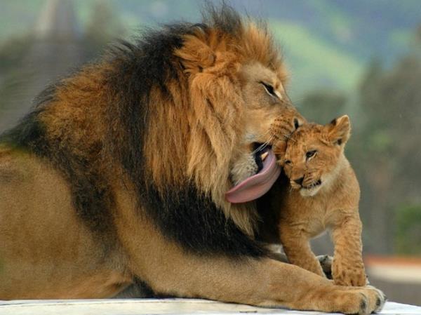 αστεία χαριτωμένα ζώα που αγαπά ο μπαμπάς στα λιοντάρια