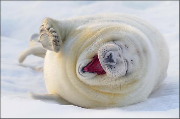 αστεία ζώα λευκή φώκια γελούν άγρια ​​ζωή μου