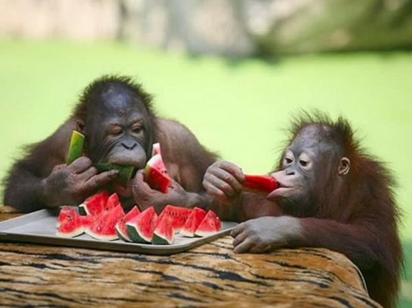 αστεία ζώα δύο χιμπατζήδες τρώνε καρπούζι