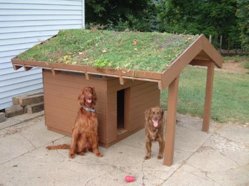 Σχέδια σπιτιού σκύλων με κήπο στην οροφή