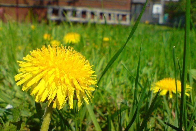 Φυσικά αφαιρέστε τα ζιζάνια πικραλίδας στο γκαζόν