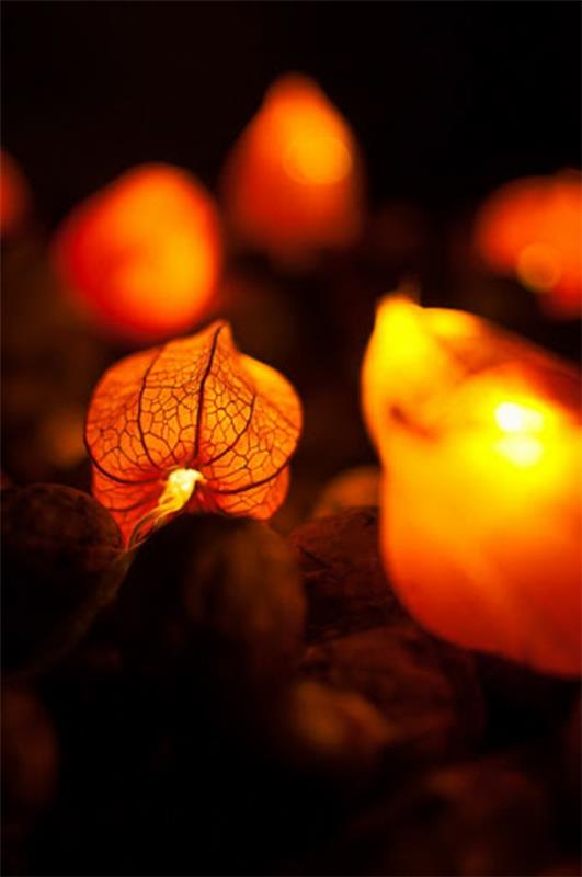 φτιάξτε μαγικά φώτα νεράιδας με physalis λουλούδι λάμπιον