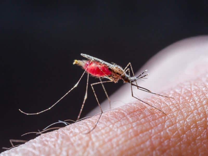 Sıtma Nedenleri ve Belirtileri