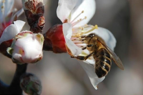 Η αμυγδαλιά ανθίζει ως βοσκότοπος για τις μέλισσες