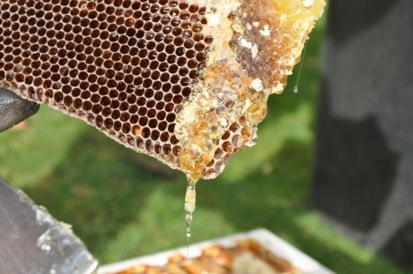 καλαθάκι μελιού manuka