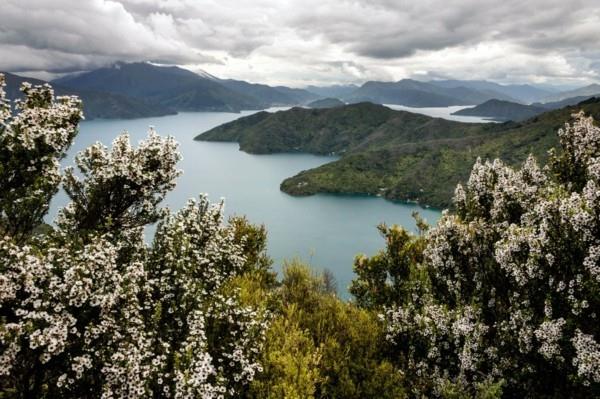 manuka μέλι manuka δέντρο Νέα Ζηλανδία