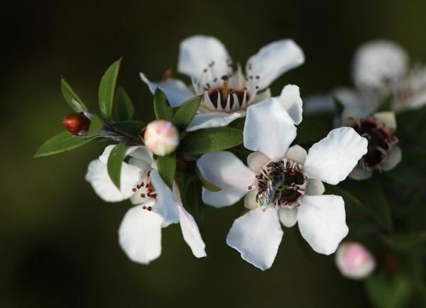 manuka μέλι manuka δέντρο