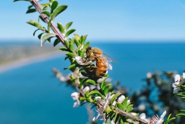 manuka μέλι manuka φυτό