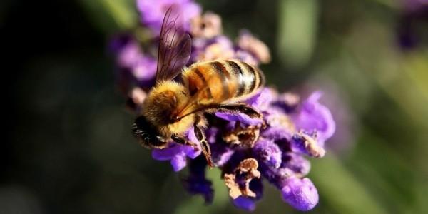 φαινόμενο μέλι manuka