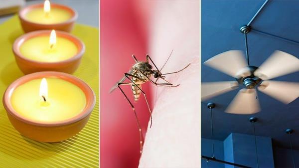 Τα κουνούπια διώχνουν τις ιδέες για τις θεραπείες στο σπίτι