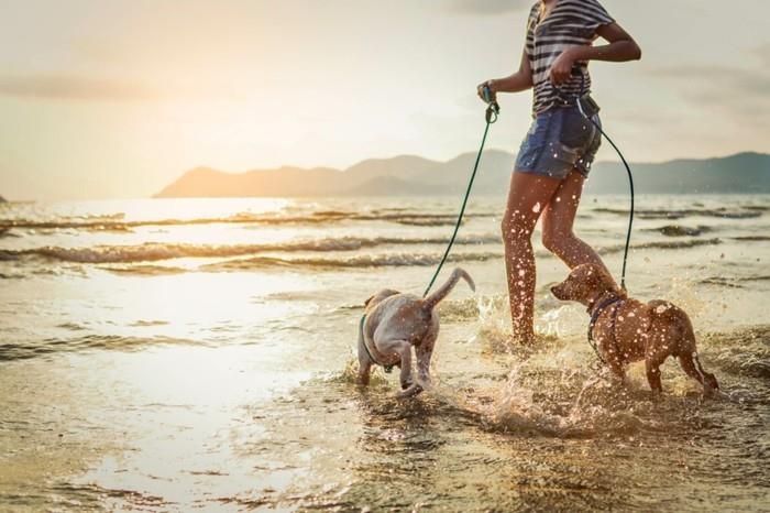 θαλάσσιες διακοπές με σκυλιά παραλία σκυλιών