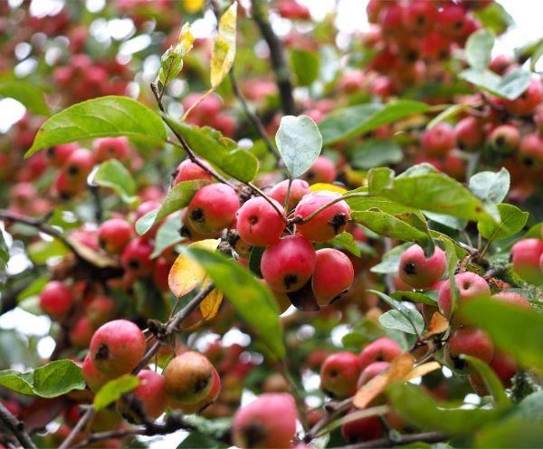 φυτέψτε αρκετά υγιή μήλα μηλιά